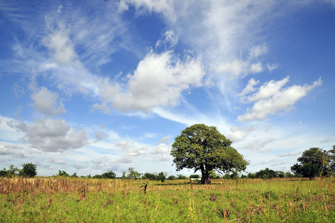 Savanna scenery in the Upper West Region of Ghana