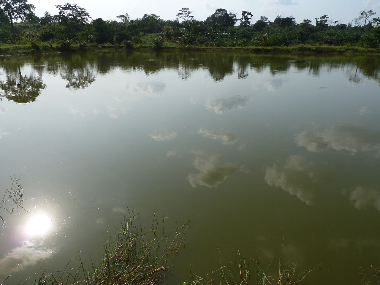 Fishpond in inland valley in Ashanti region, Ghana
