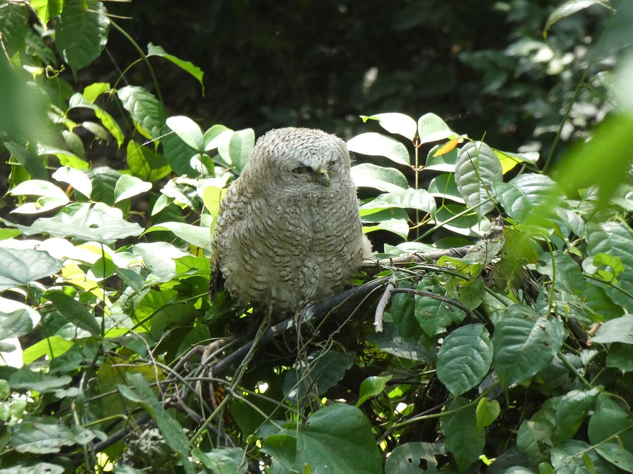 Akun Eagle-Owl (Ketupa leucosticta) juvenile in Ghana