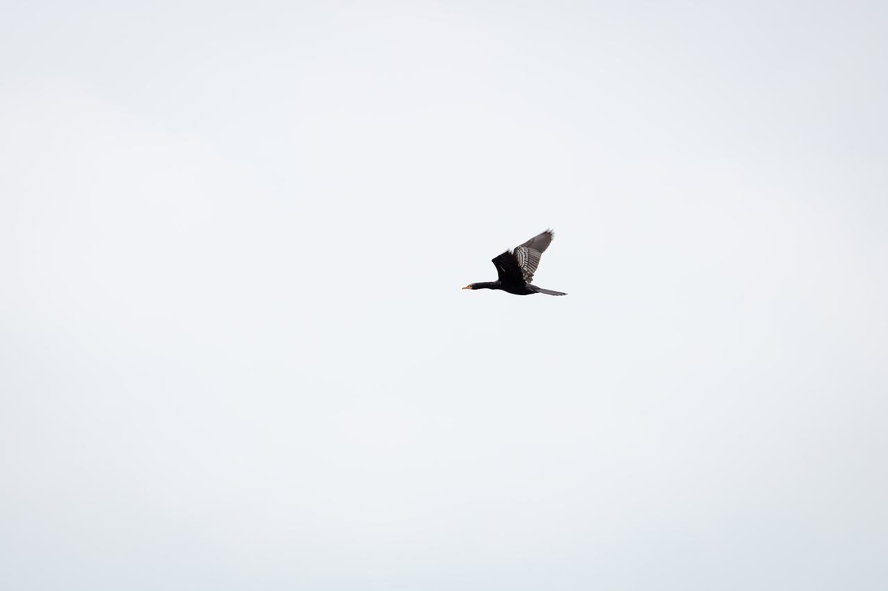 Great Cormorant at the Wechiau Hippopotamus Sanctuary in the upperwest region of Ghana