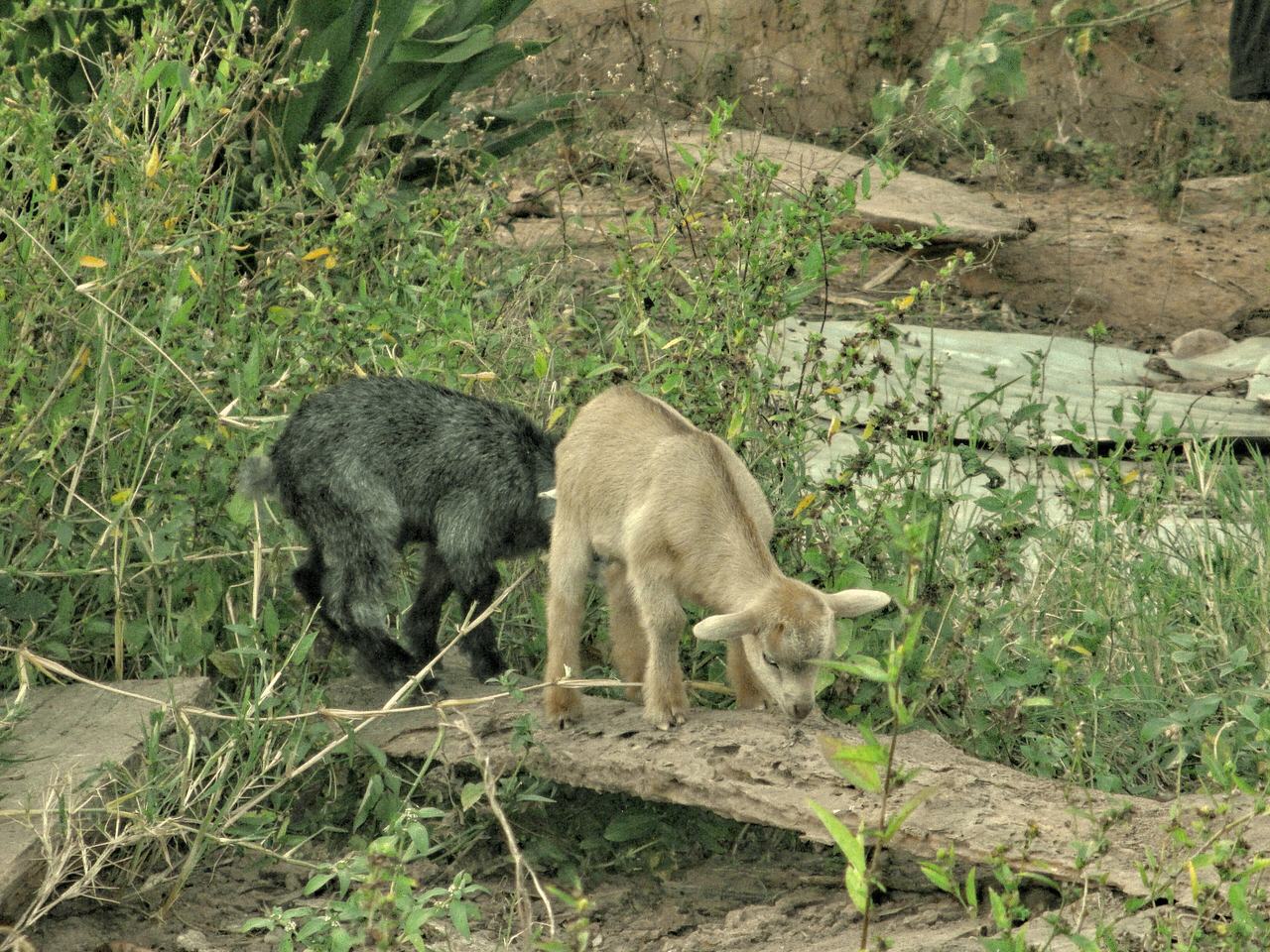 Goat cubs in Hohoe (Volta Region, Ghana)