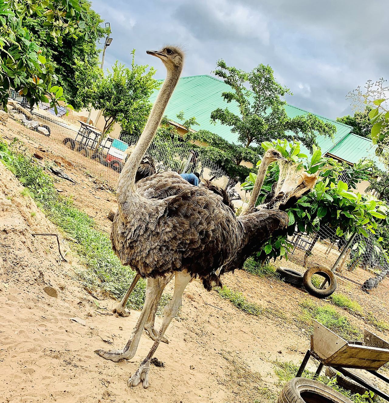 An Ostrich