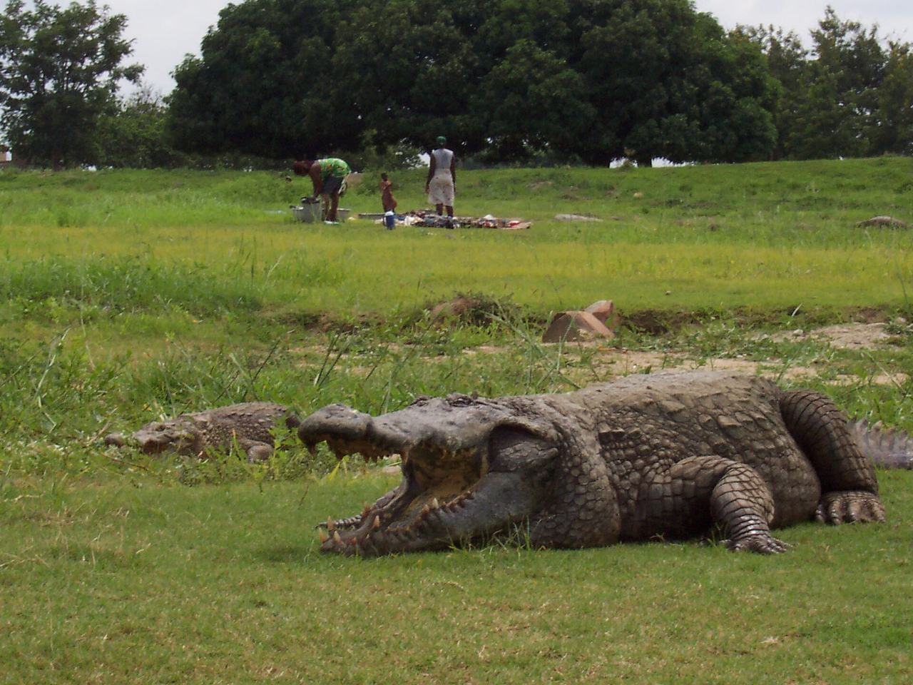 West African Crocodile (Crocodylus suchus) in Ghana