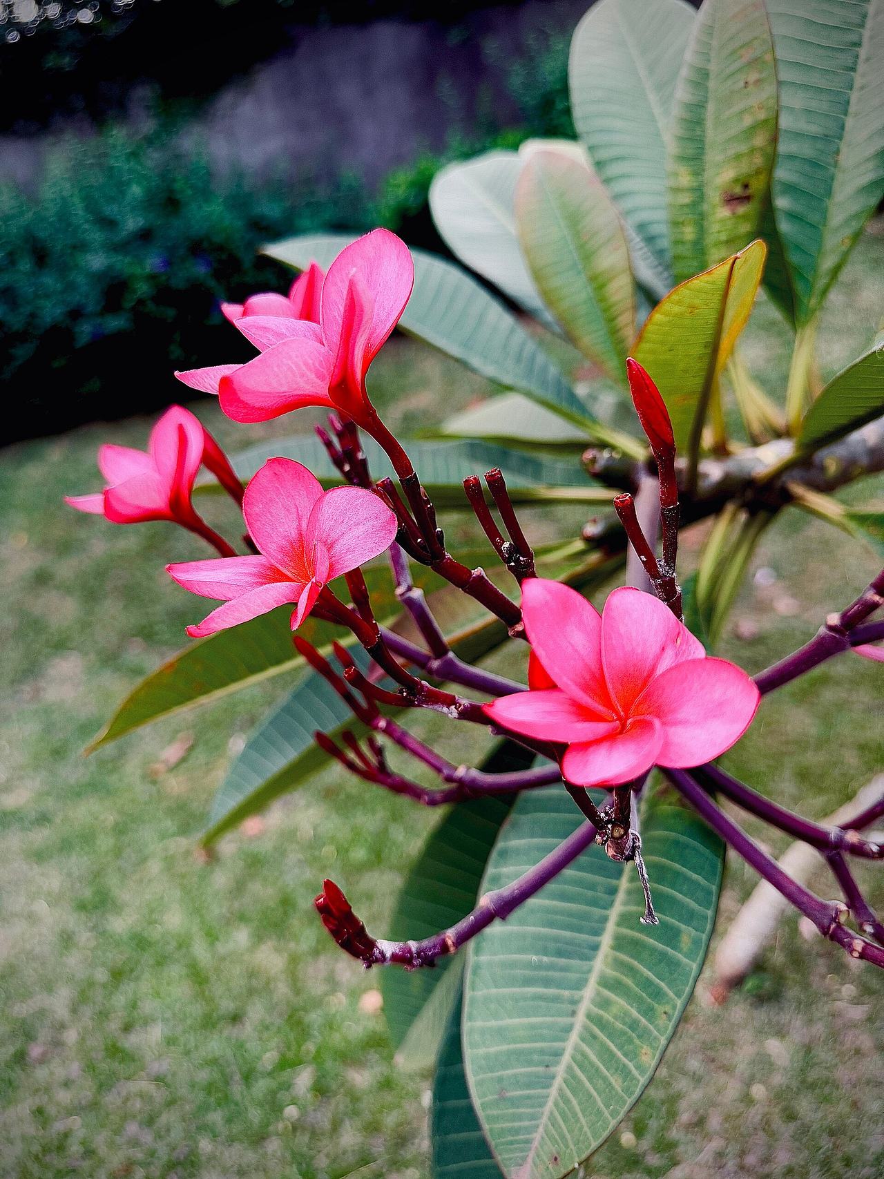 Beautiful temple flower spotted in Takoradi ,Ghana.