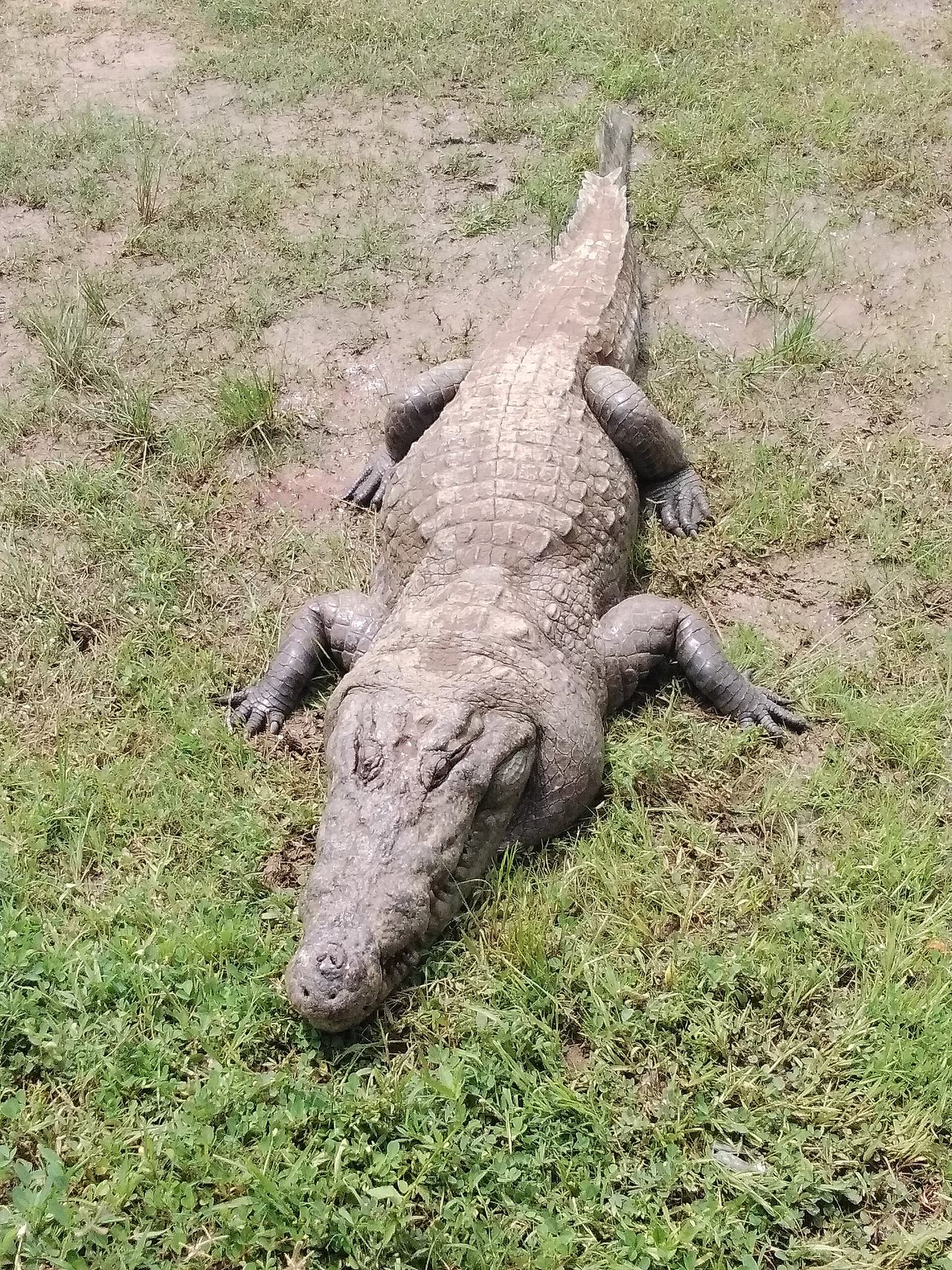 A sacred 98 years old crocodile from paga.