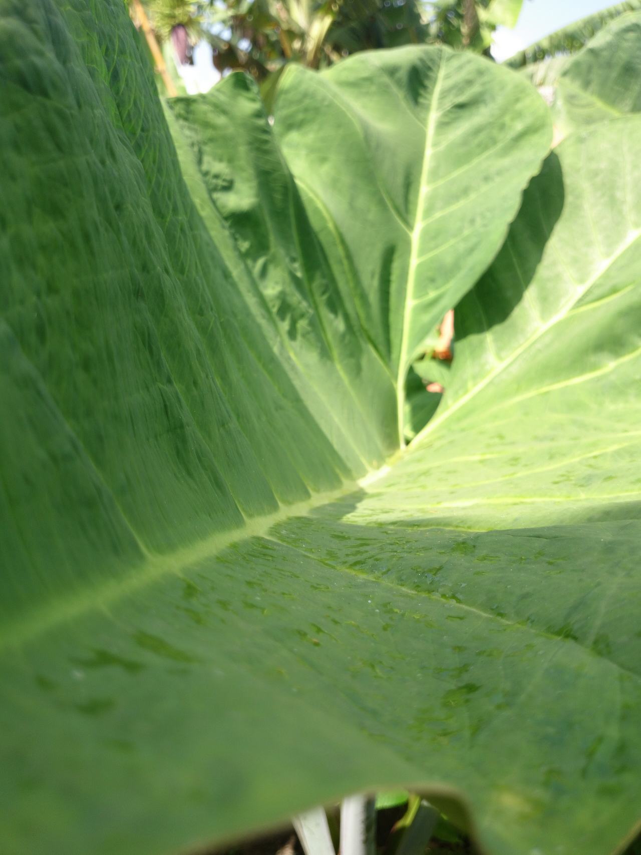 The vegetable, Kontomire leaf wide open.