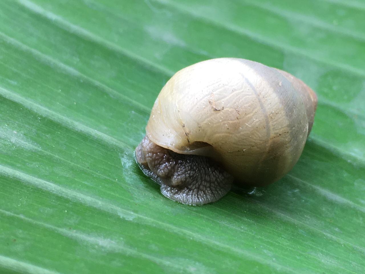 This was found or seen on the leaf of a plantain in Koforidua Ghana.