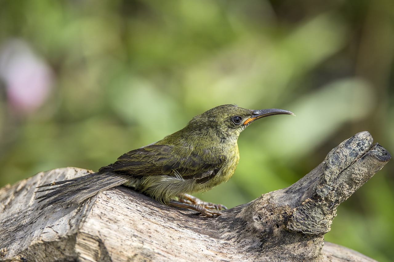 Western olive sunbird (Cyanomitra olivacea obscura) juvenile, Ankasa Forest Reserve, Western Region, Ghana