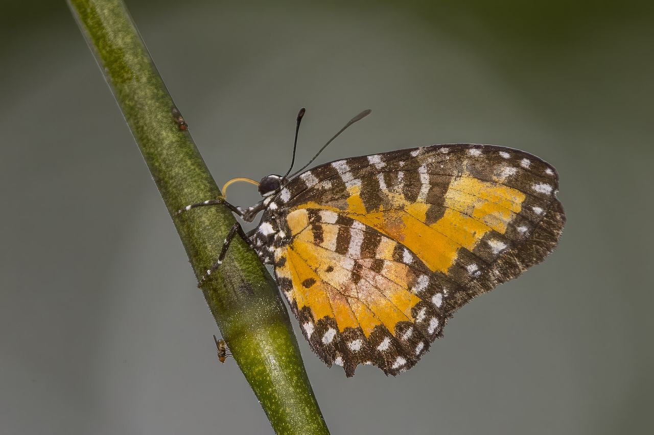 Western telipna (Telipna semirufa) male, Ankasa Forest Reserve, Western Region, Ghana