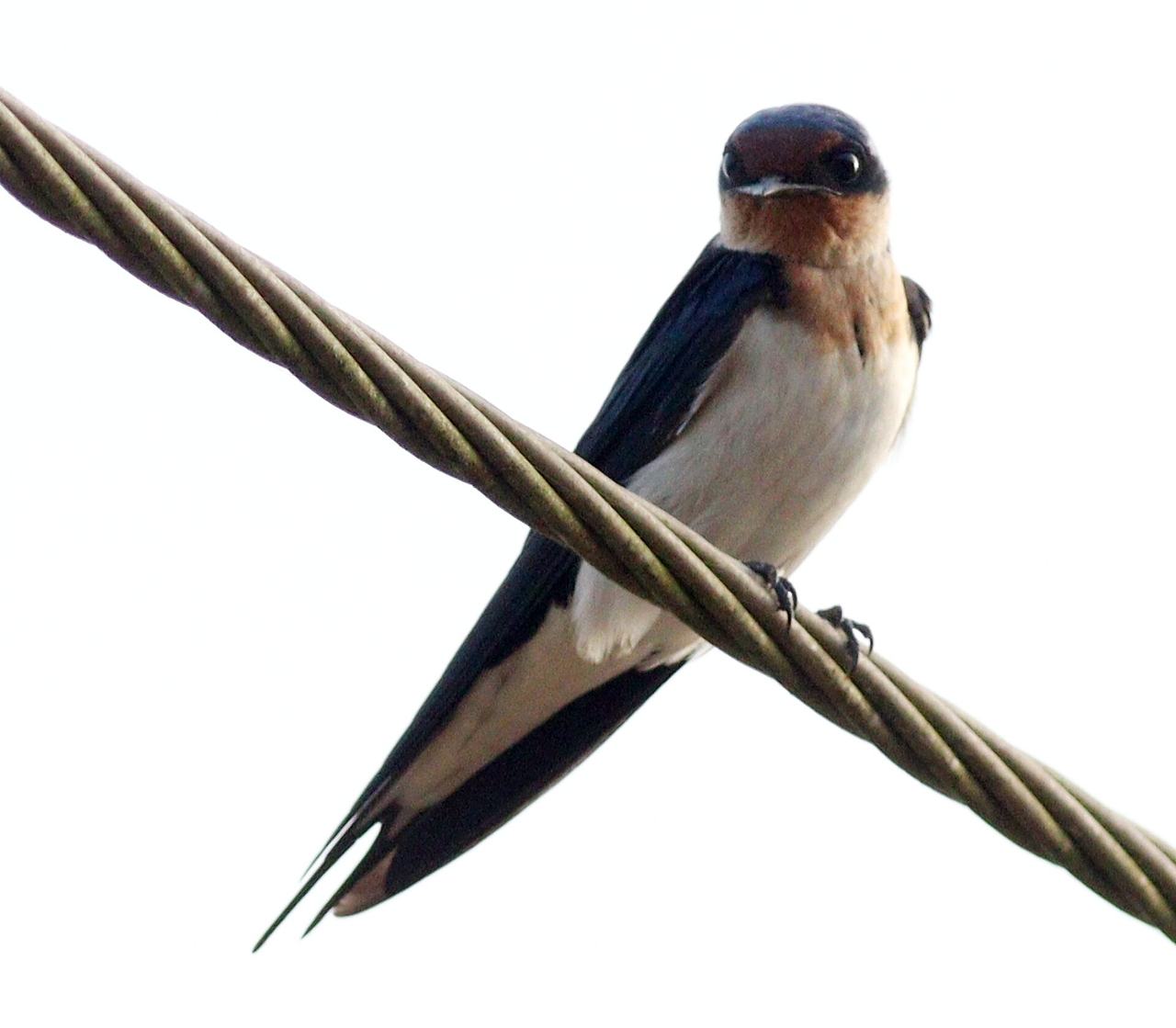Ethiopian Swallow Hirundo aethiopica, Ahanta West, Ghana.