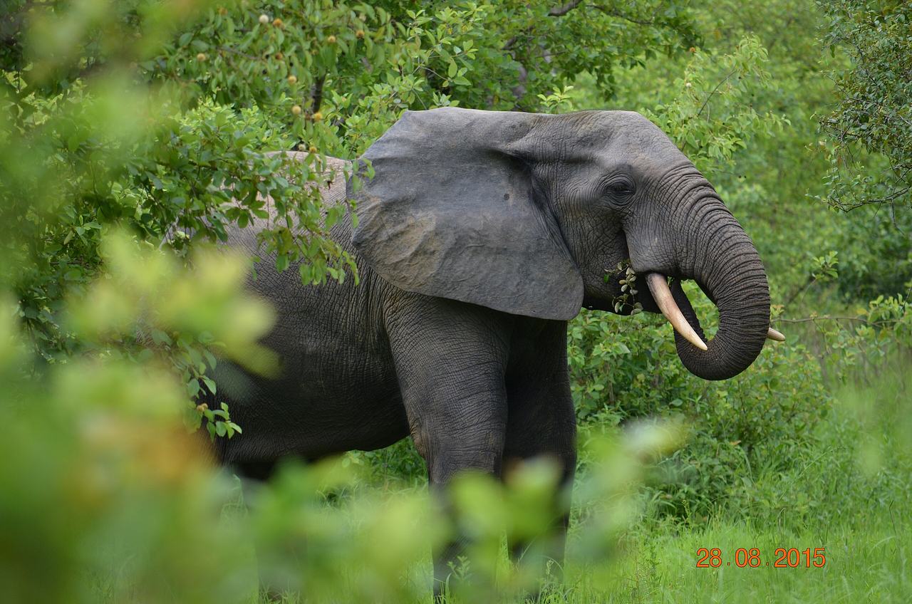 Northern Ghana Elephant at Mole In Savannah Region