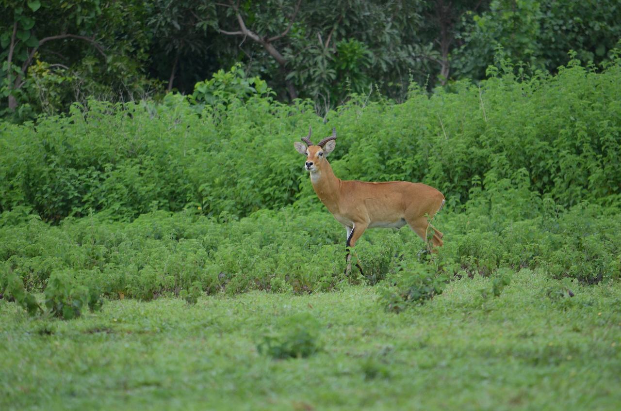 Northern Ghana Kob at The Mole National Park in the Savannah Region