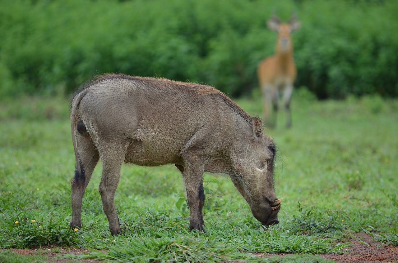 Northern Ghana Warthog at Mole National Park in Savannah Region