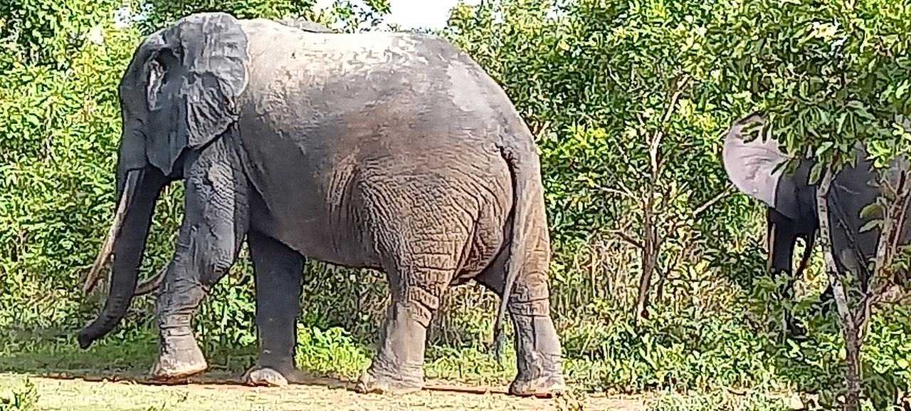 Elephant in the the Mole Game reserve in Savannah Region of Ghana