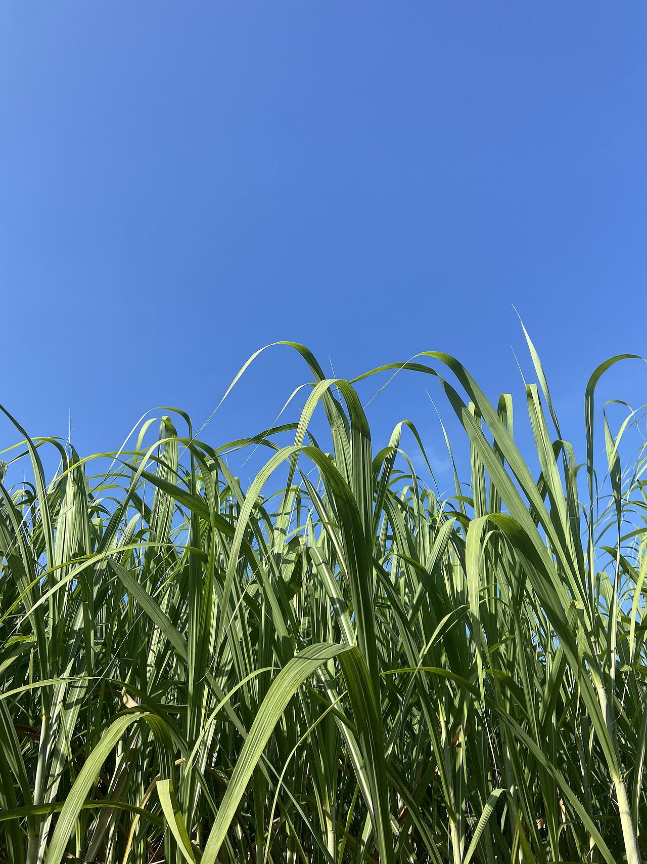 blue green