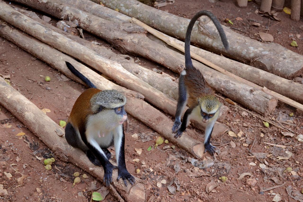 Mona monkeys in Tafi Atome Monkey Sanctuary, Ghana.