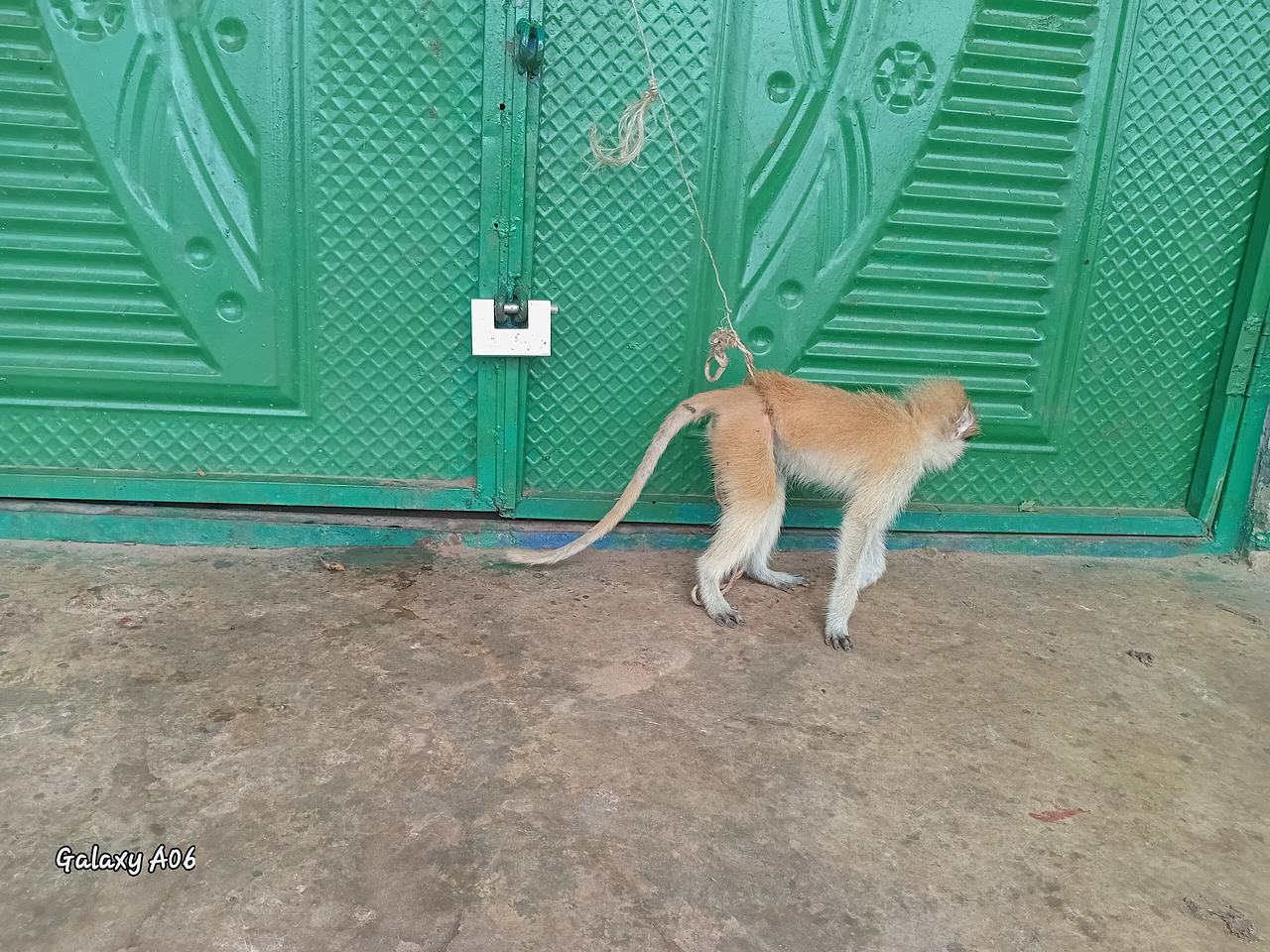 Monkey Pet_Gwollu