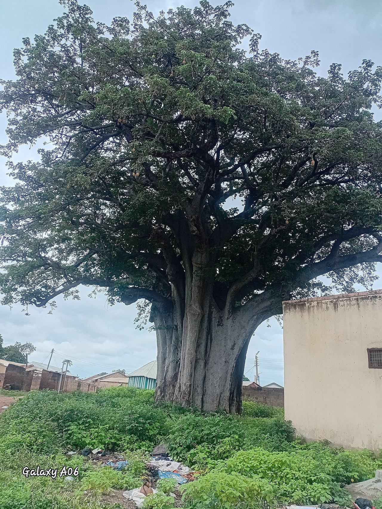Slave Tree_Gwollu Upper West, Sissala East