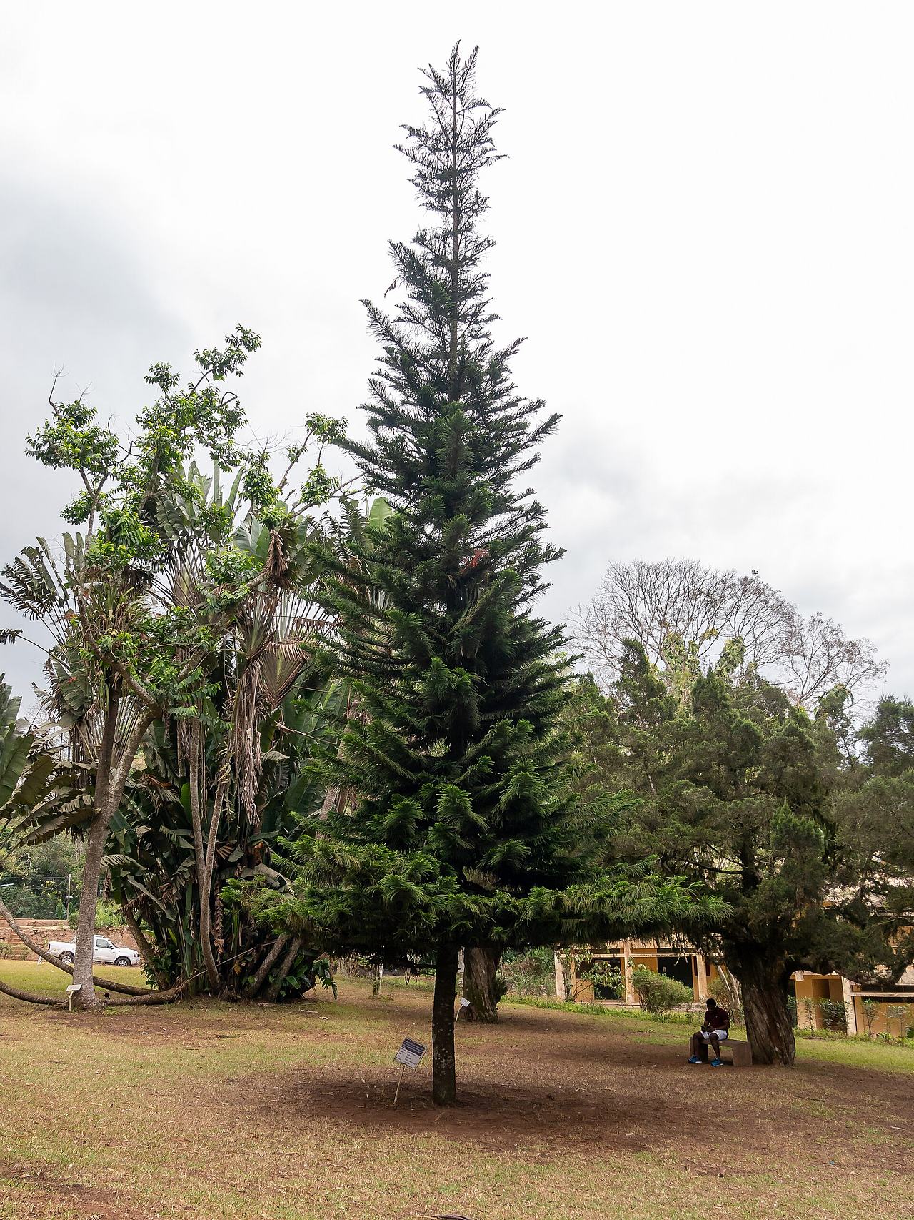 Araucaria columnaris (marked as "Araucaria heterophylla") in Aburi Botanical Gardens, Ghana 