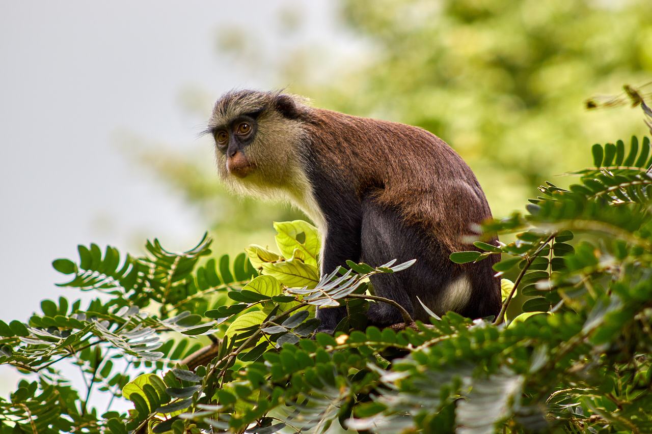 this is an image of a monkey