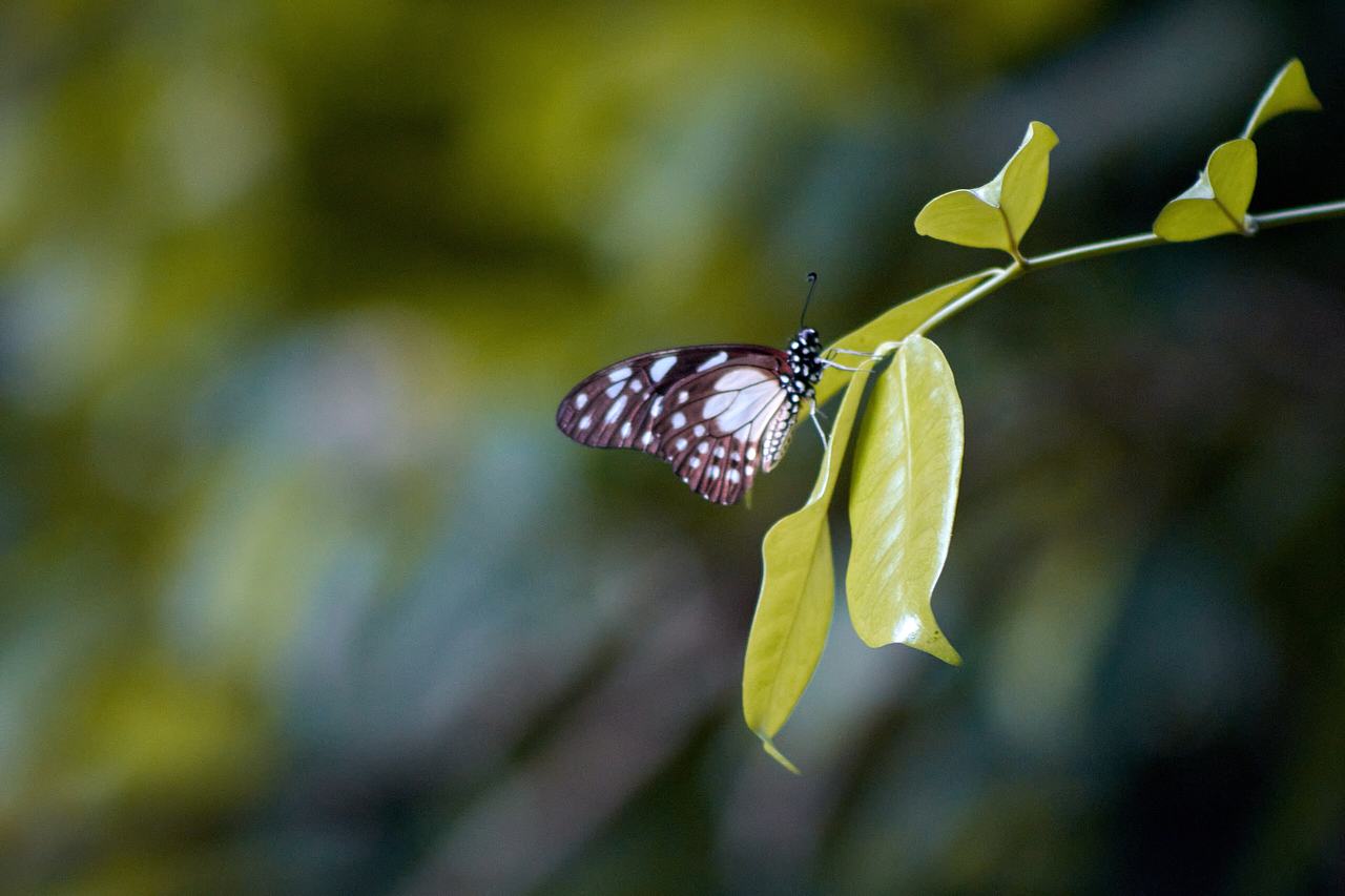A beautiful Butterfly found in the Tafi Atome Monkey Sanctuary in the Volta Region of Ghana
