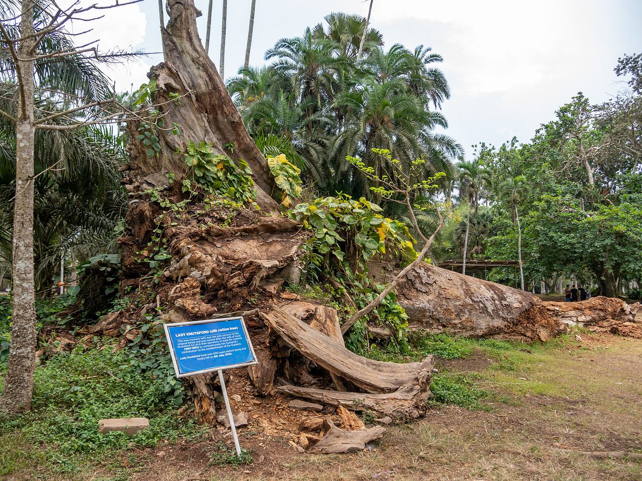 Fallen silk cotton tree Lady Knutsford in Aburi Botanical Garden, Ghana 