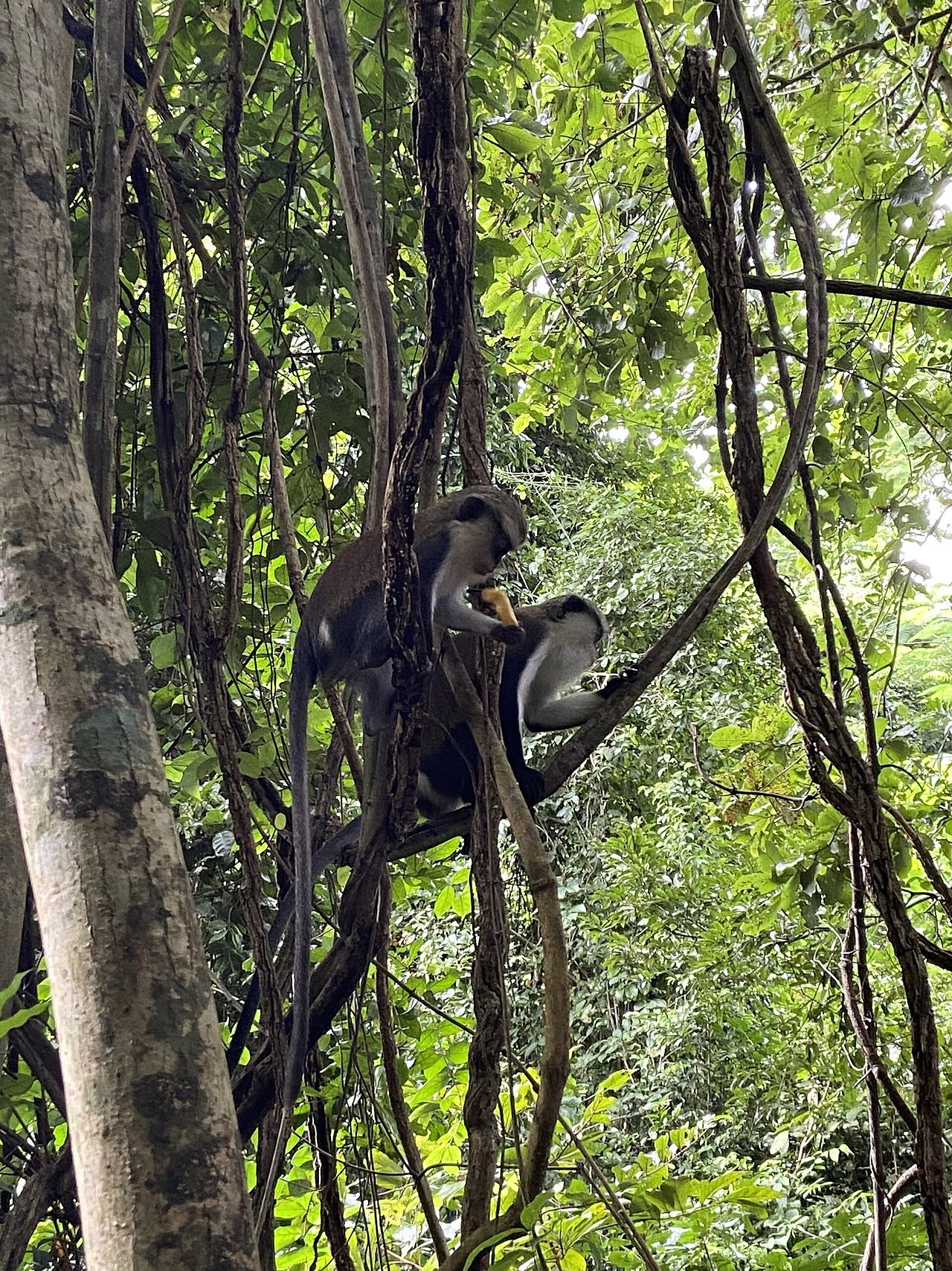 Monkey eating banana at the Tsafi Monkey Sanctuary