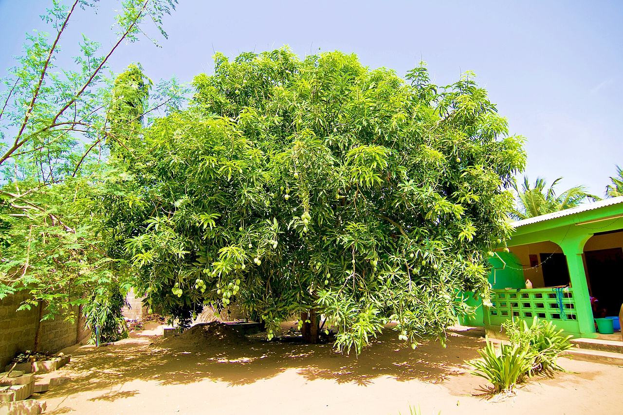 A Mango Tree (Mangifera indica) on a homestead in the Anloga area (Volta Region, Ghana).