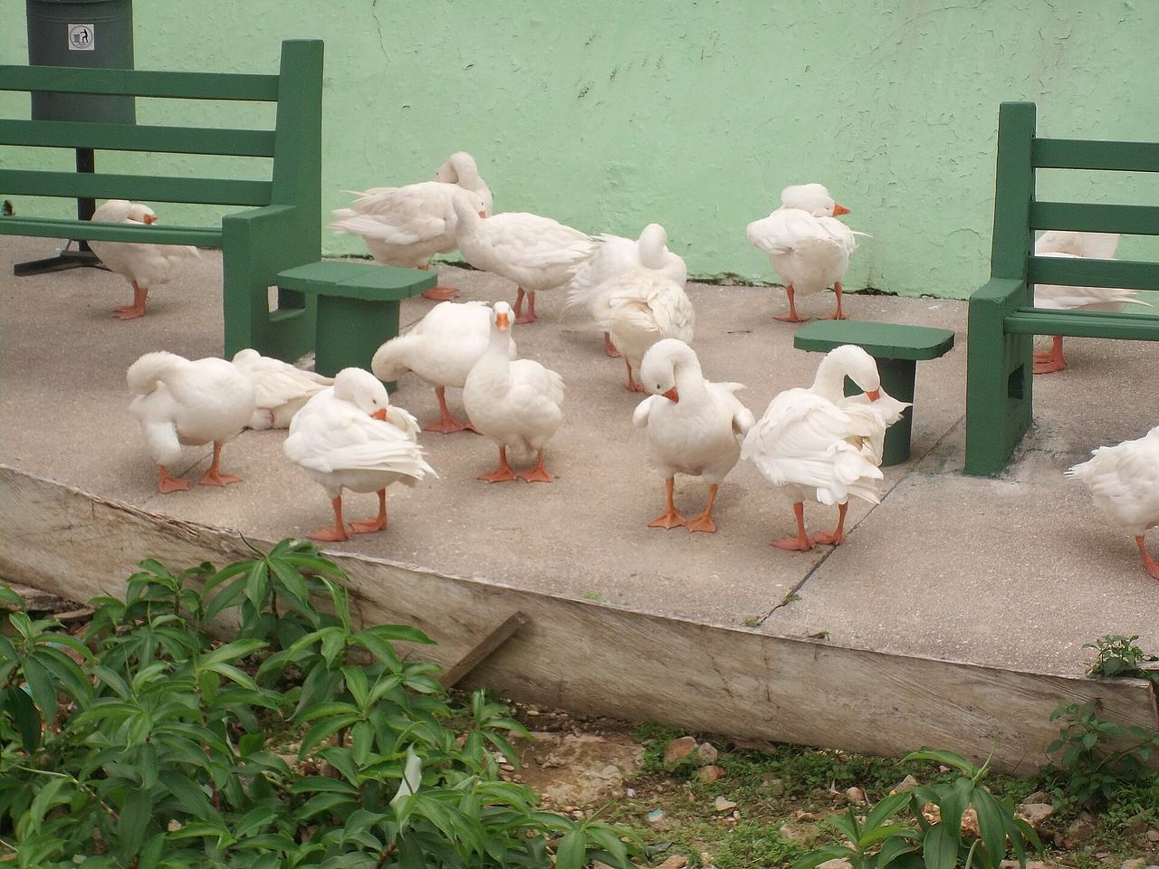 Duck rearing on R. Volta at Sogakope