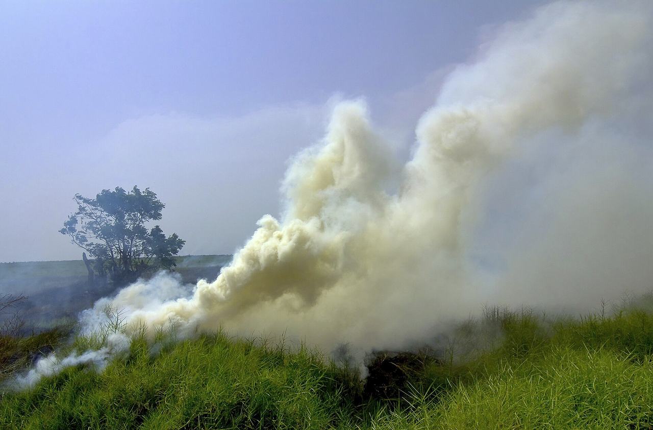 Coastal savanna: Burn-in bushfire in the Anloga area (Volta Region, Ghana)