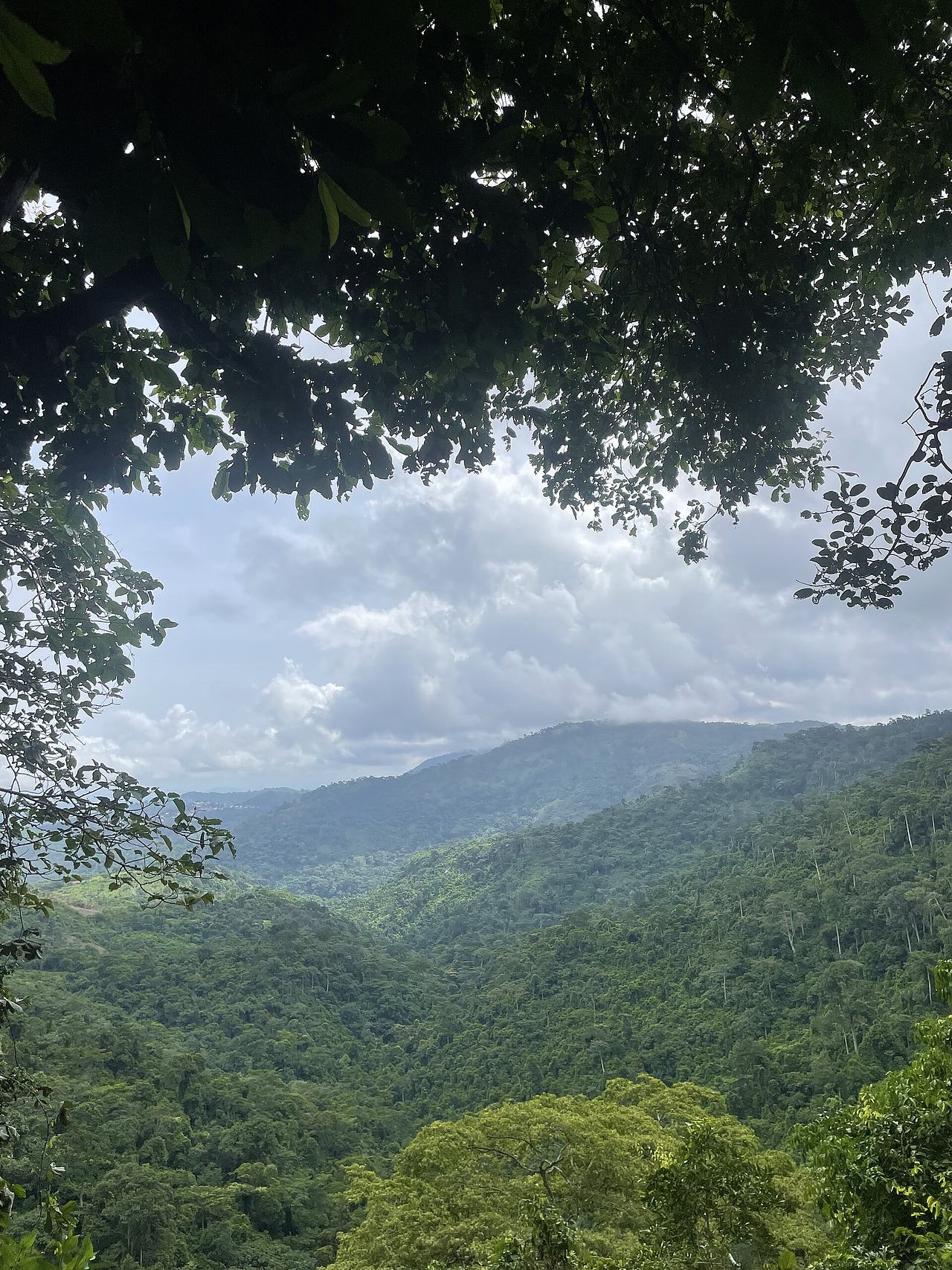 Amedzofe in the Volta region of Ghana, blessed with amazing forests and trees