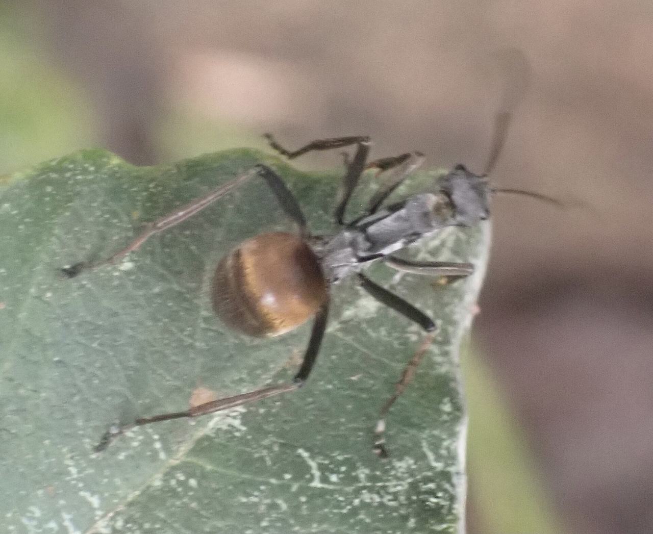 A species of Polyrhachis genus