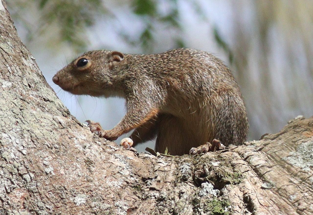 Red-legged Sun Squirrel (Heliosciurus rufobrachium)