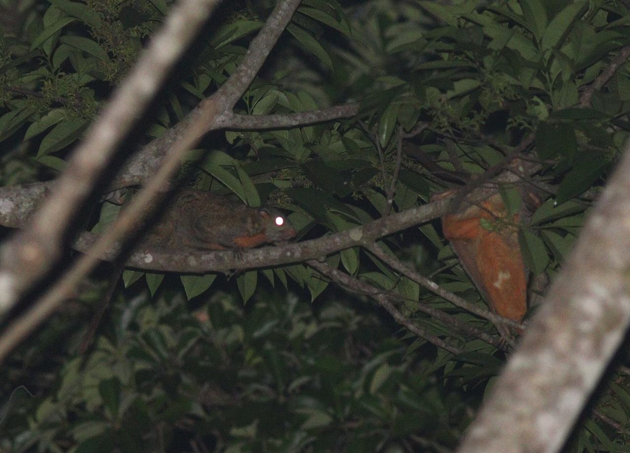 Beecroft's Anomalure (Anomalurus beecrofti) in Ghana