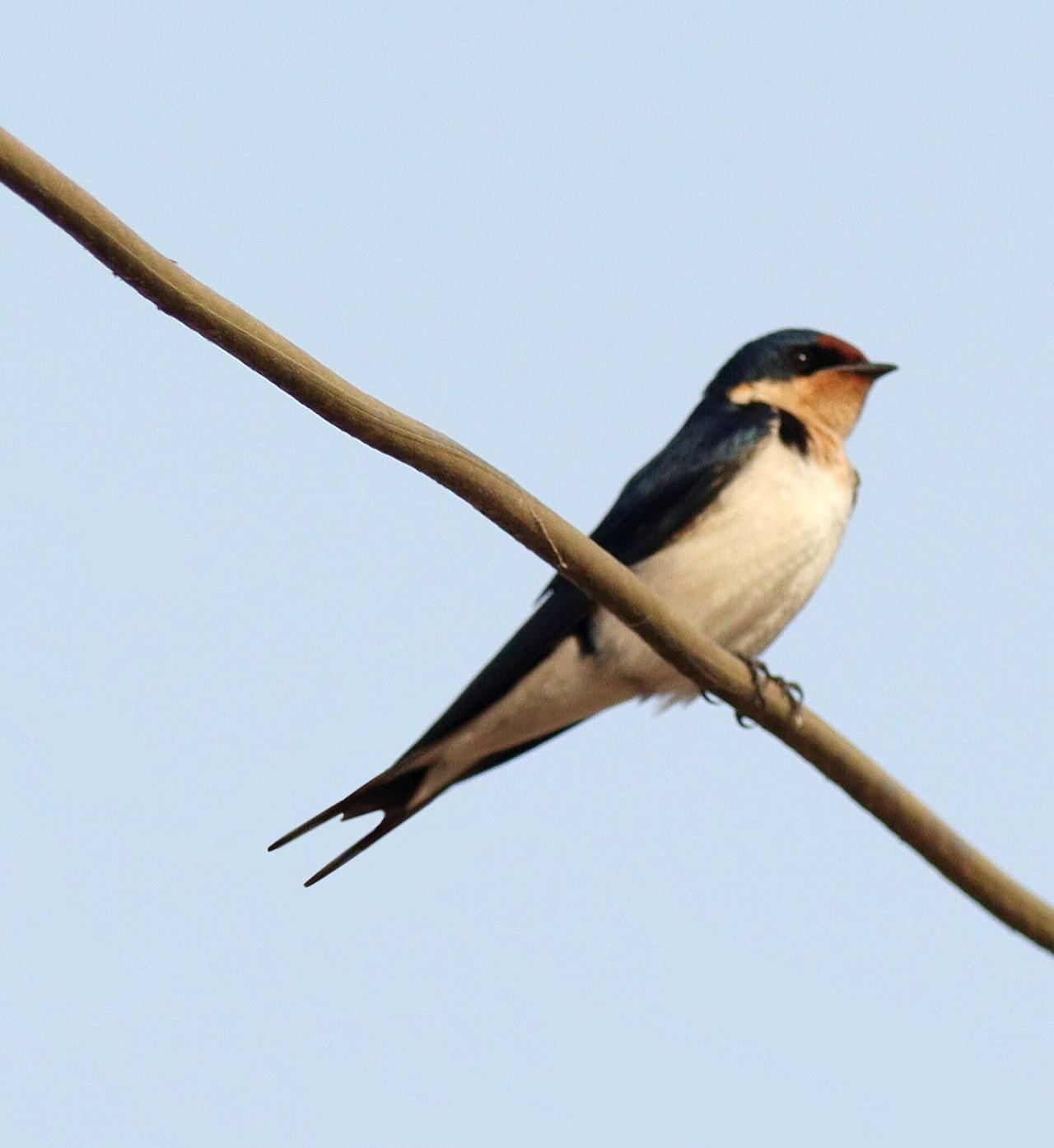 Ethiopian Swallow Hirundo aethiopica, Amedzofe, Ghana.