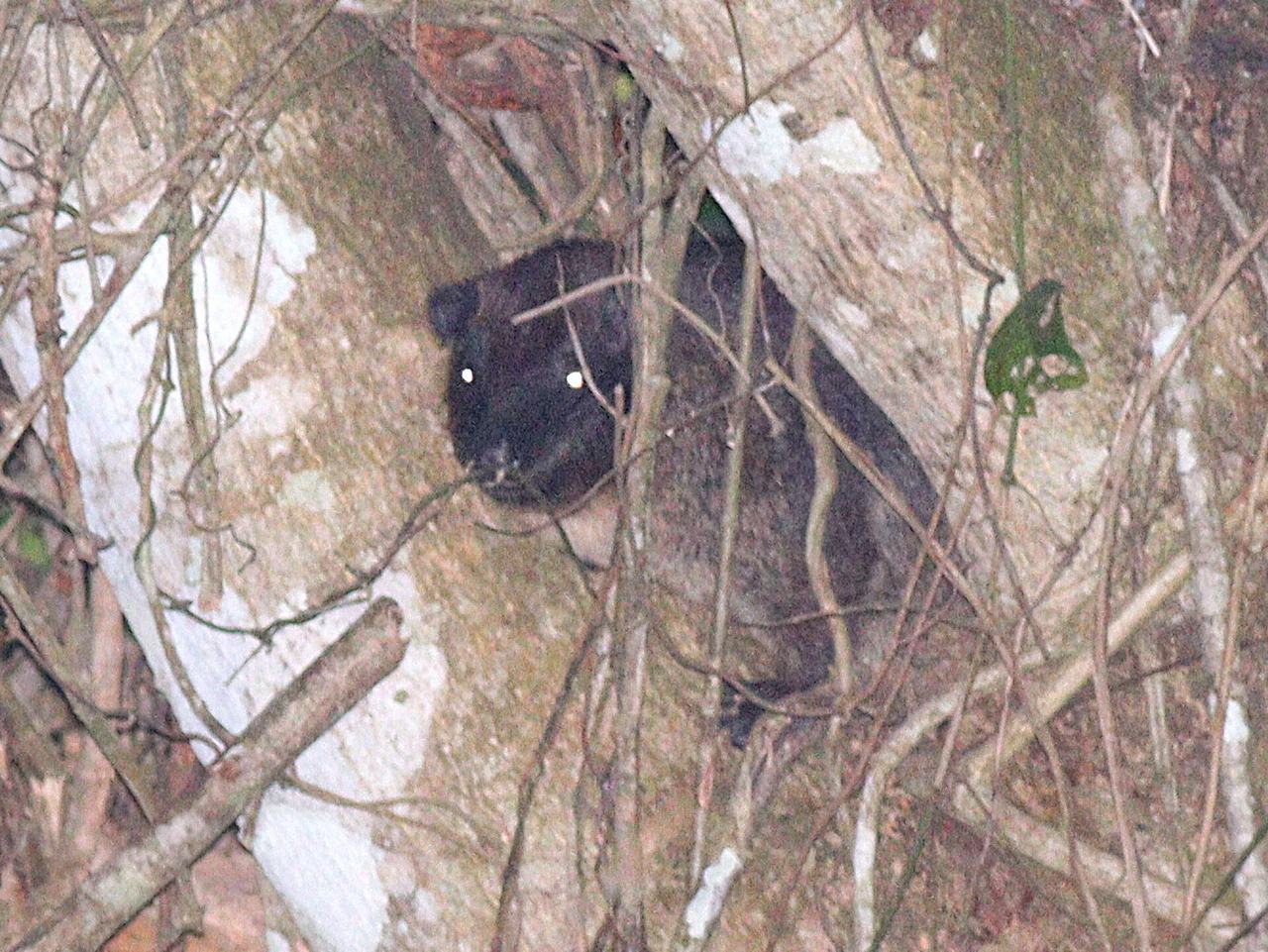 Benin Tree Hyrax (Dendrohyrax interfluvialis) in Ghana