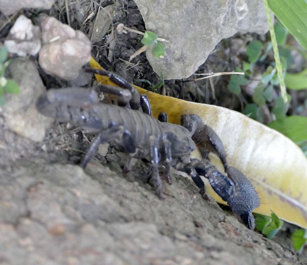 Common Emperor Scorpion (Pandinus imperator) in Ghana