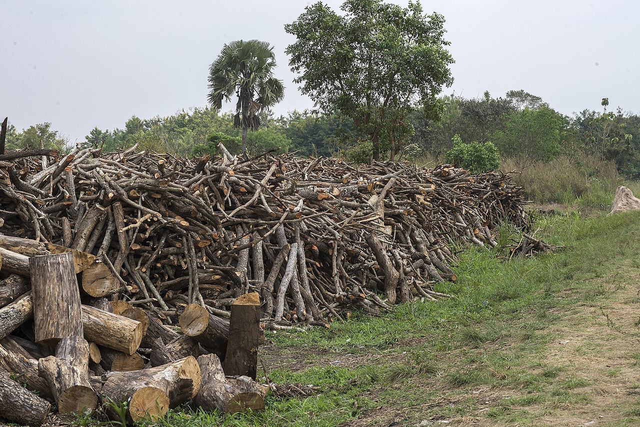Drying wood along the road by Agotime Kpetoe