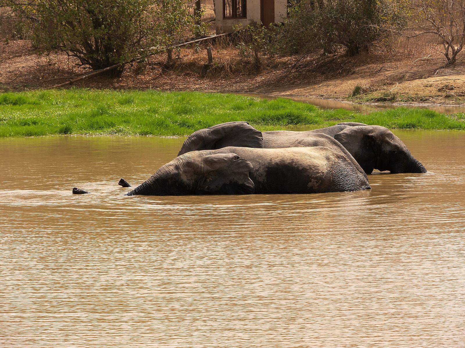 Mole National Park, West Gonja (P1100409).jpg