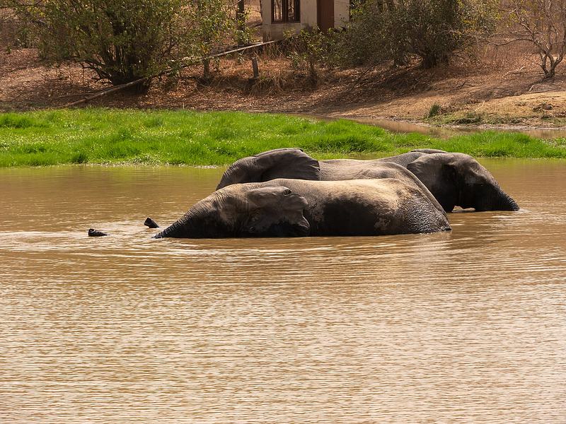 Mole National Park, West Gonja (P1100409).jpg