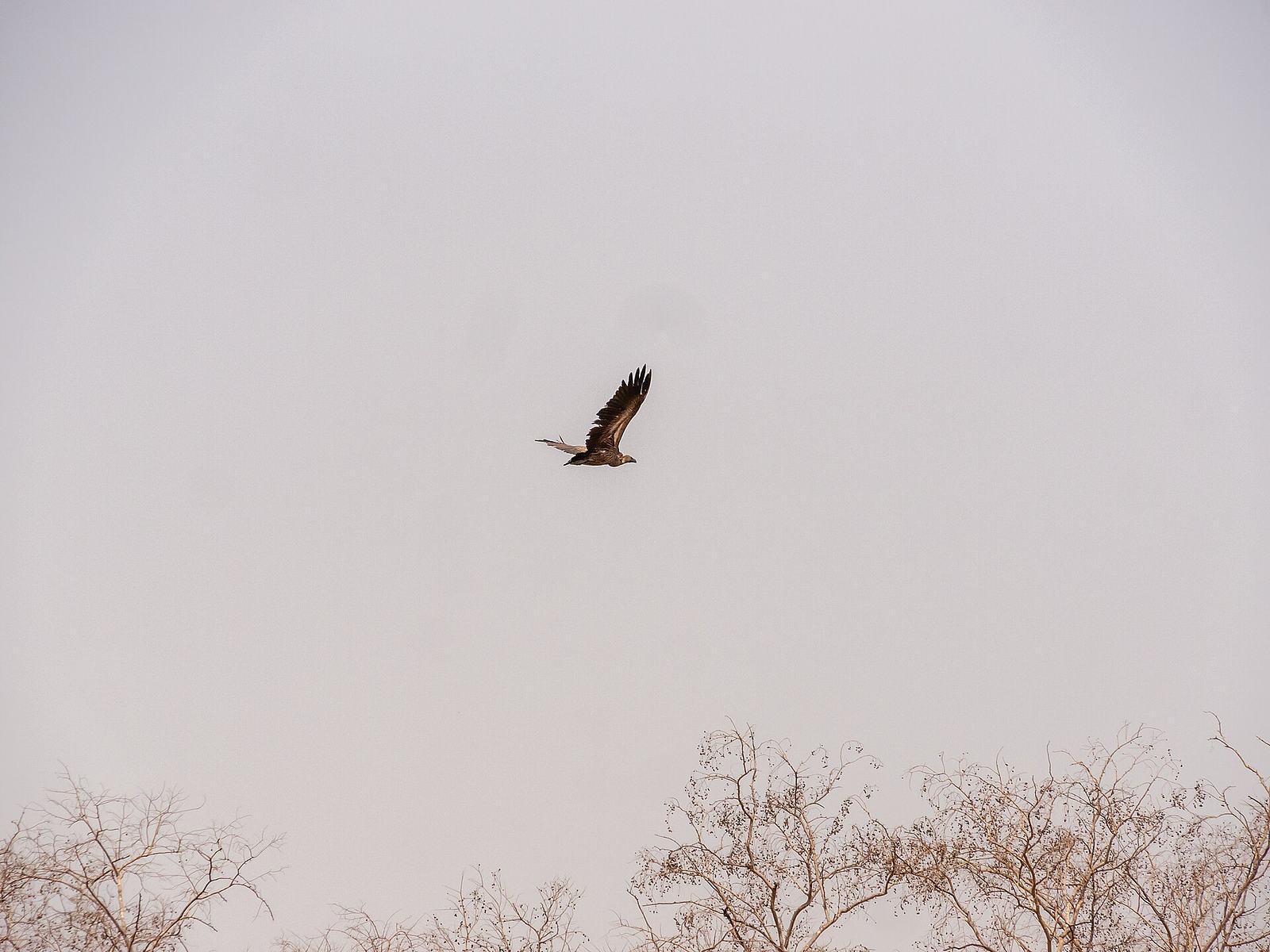 Mole National Park, West Gonja (P1100412).jpg