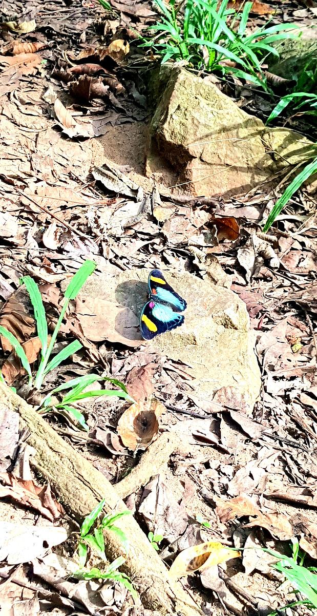 Butterfly- Asenema Waterfalls