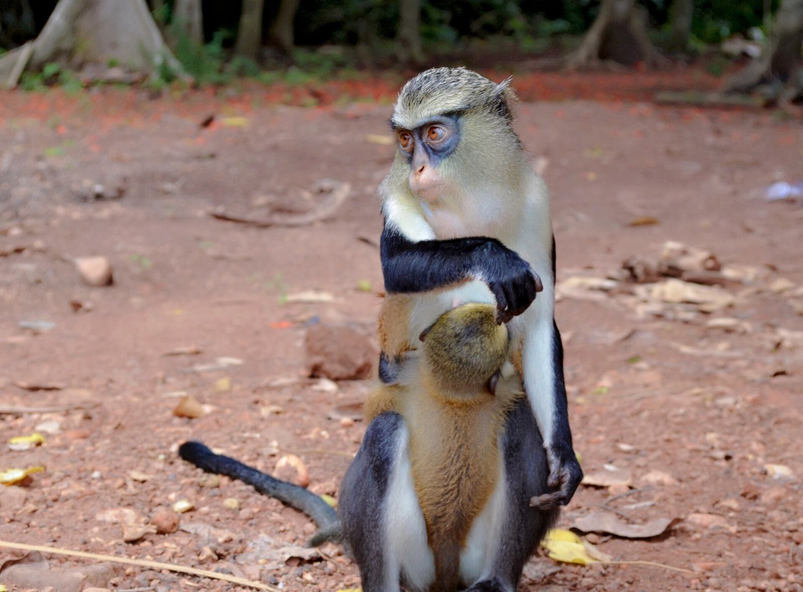 Mona monkeys of Tafi Atome Monkey Sancturay