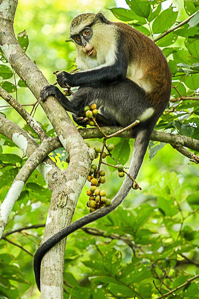 Mona Monkey 3 2