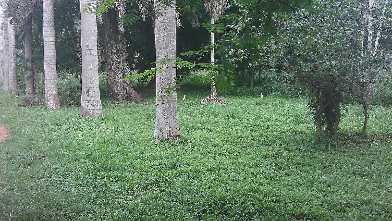 File:UG, Legon Botanical Gardens (5).jpg