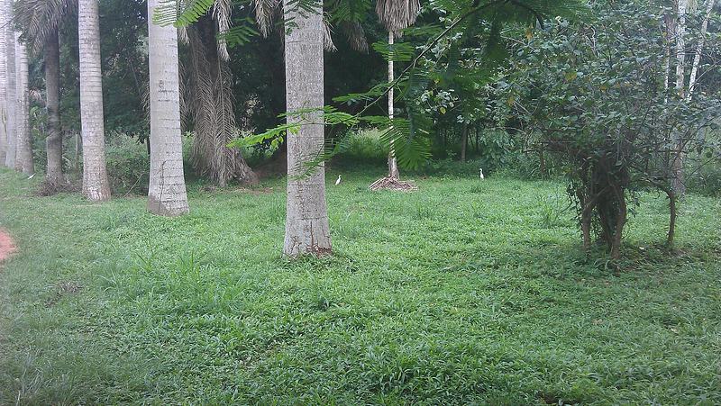 File:UG, Legon Botanical Gardens (5).jpg