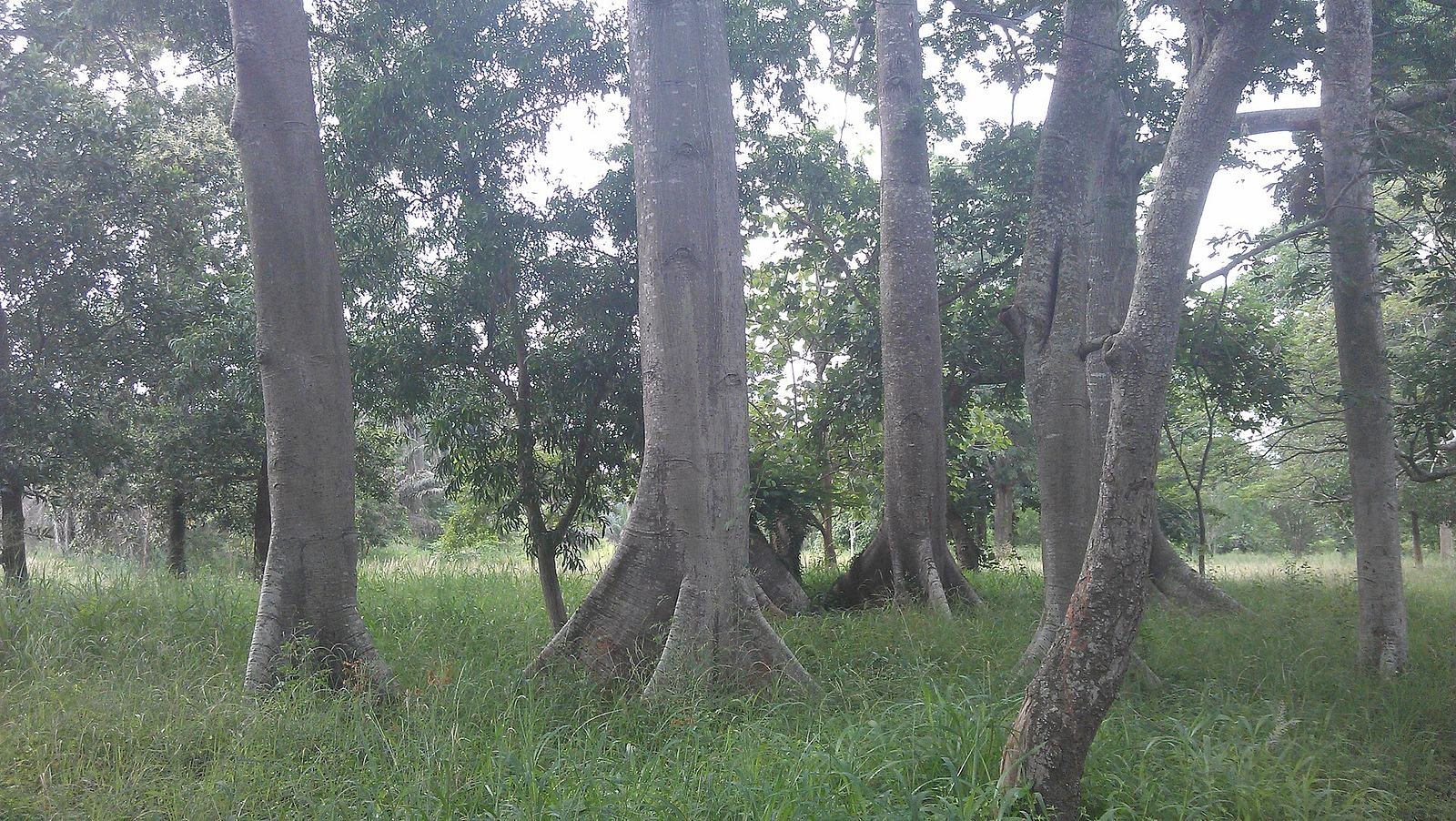 File:UG, Legon Botanical Gardens (9).jpg