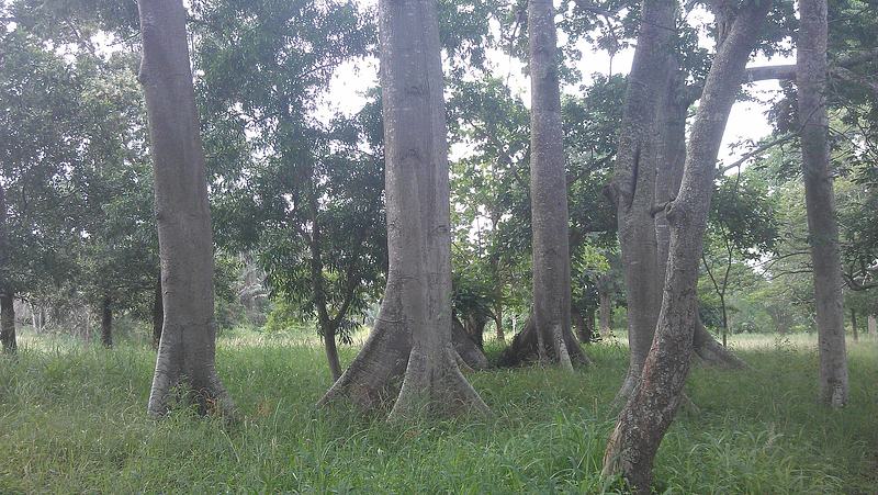 File:UG, Legon Botanical Gardens (9).jpg