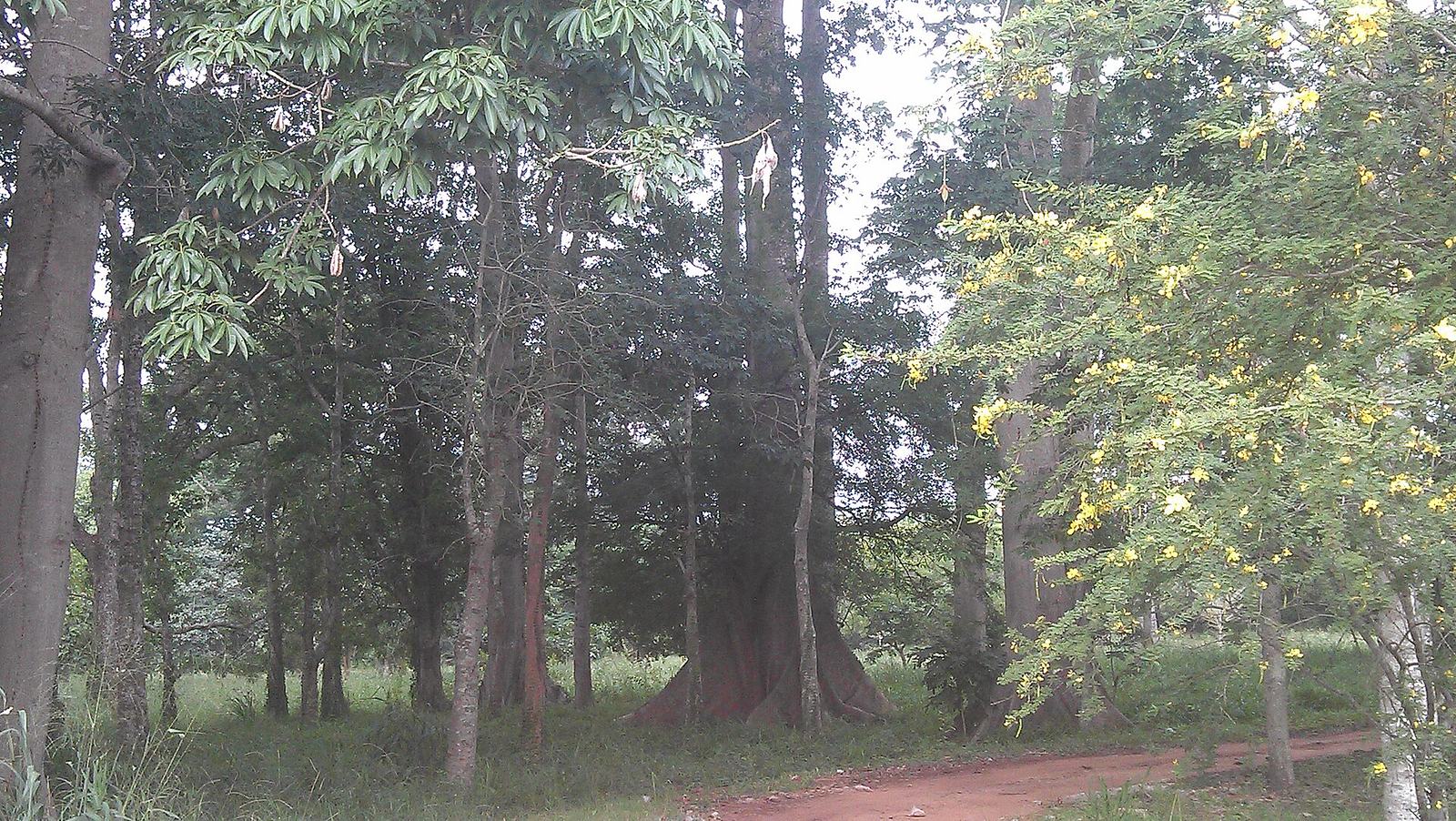 File:UG, Legon Botanical Gardens (7).jpg