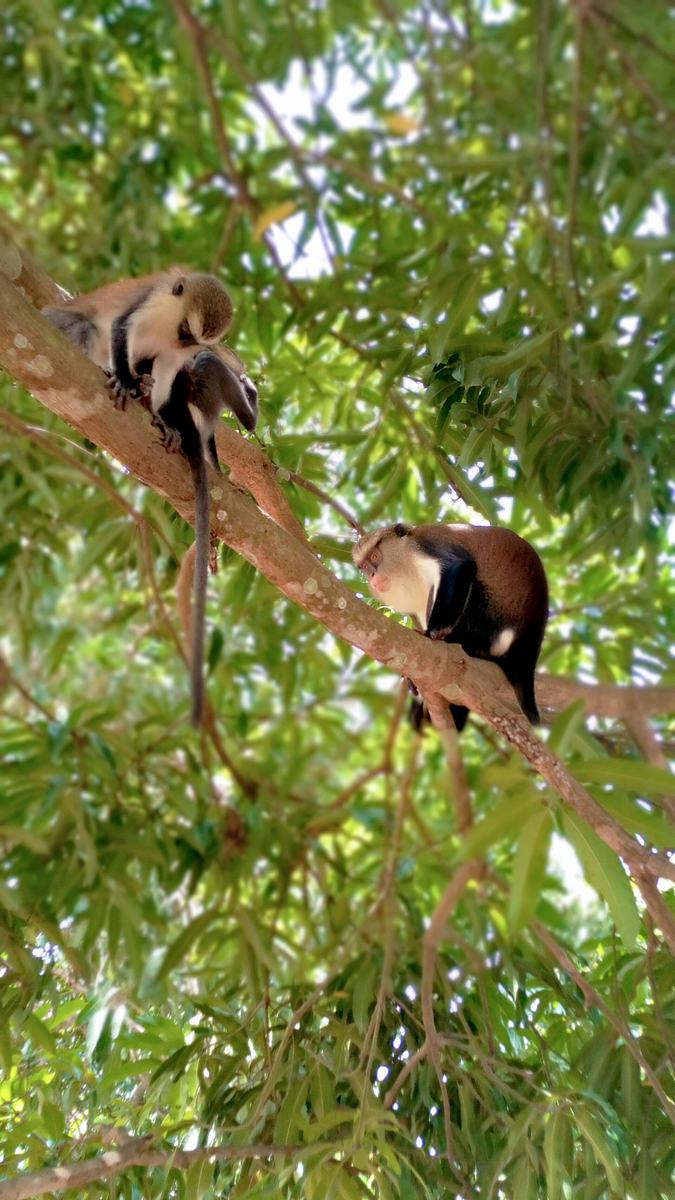 Tafi Atome Monkey Sanctuary 2